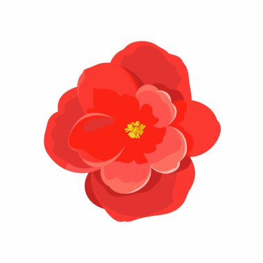 Birden fazla katmanlı taç yaprakları olan canlı kırmızı bir çiçek parlak sarı bir merkez sergiler..