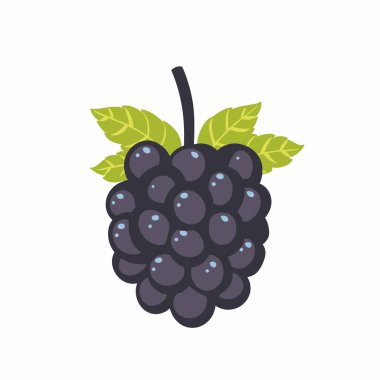 Birkaç yuvarlak böğürtlen ve canlı yeşil yapraklar içeren koyu mor üzüm kümesi birlikte asılır. Düzenleme taze meyvenin doğal güzelliğini gösteriyor..