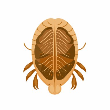 Bu resimde, marapas, uzantılar ve iç yapılar da dahil olmak üzere anatomisini vurgulayan tatlı su kerevitleri gösterilir..