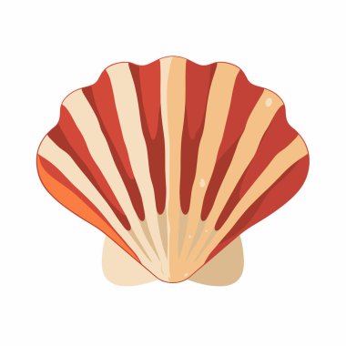 Canlı bir kabuk, çizgili desenini gösteren kırmızı ve turuncu renklerin çarpıcı bir kombinasyonunu gösterir. Bu kabuk sık sık güneşli yaz günlerinde kumlu plajlarda keşfedilir..