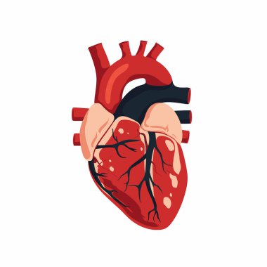 Bu illüstrasyon insan kalbini gösteriyor, odalarını, valflerini ve arterlerini canlı renklerle renklendiriyor..