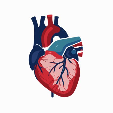 Bu illüstrasyon insan kalbini tasvir eder, odacıklar, kapaklar ve kan damarları dahil olmak üzere karmaşık anatomisini sergiler. Kalbin işlevsel tasarımı hakkında net bir görüş sağlar..