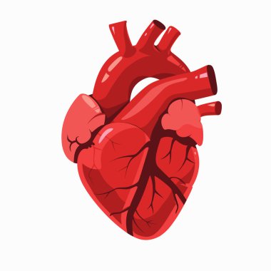 Karıncıklar, arterler ve damarlar da dahil olmak üzere insan kalbinin yapısını gösteren detaylı bir çizim. Kalp, açık anatomik özellikleri olan koyu kırmızı bir renkle sunulur..