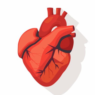 İnsan kalbinin stilize edilmiş bir tasviri belirgin anatomik özelliklerini sergiliyor. Kalp canlı kırmızıyla tasvir edilir, kas yapısını ve damarlarını vurgular..