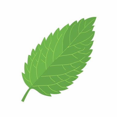 Canlı yeşil bir yaprak, doğanın tasarımını vurgulayarak karmaşık damarlar ve hatlar sergiler. Parlak tonu düz bir arkaplan karşısında zıtlaşıyor, tazeliğini ve canlılığını vurguluyor..