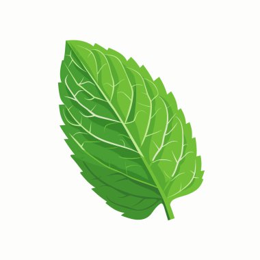 Canlı yeşil bir nane yaprağı, taze ve doğal güzelliğini vurgulayarak, temiz beyaz bir arkaplana karşı karmaşık damarlarını ve dokusunu sergiler. Aşçılık ve bitkisel ilaçlar için mükemmel..