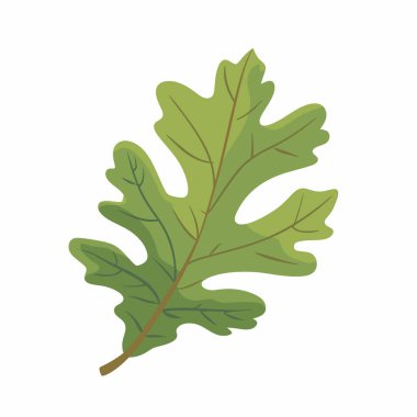 Canlı yeşil bir meşe yaprağı düz bir zemine yaslanır ve karmaşık yapısını vurgular. Yaprak tipik bir meşe ağacı dizaynı içerir..