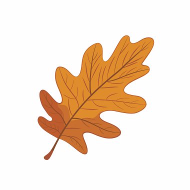 Bir meşe yaprağı sonbaharın tipik turuncu renklerini gösterir. Yaprağın detaylı dokusu ve şekli, mevsimsel güzelliğini vurgulayarak, düz beyaz bir arka plana vurgulanır..