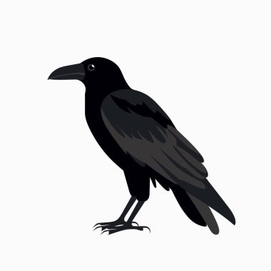 Bir kuzgun, kanatları yanlarındayken zarif bir şekilde duruyor ve parlak siyah tüyler sergiliyor. Keskin gagası ve dikkatli gözleri tetikte olduğunu gösteriyor. Vahşi yaşam meraklıları ve kuş severler için ideal..