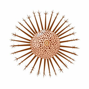 Büyüleyici bir tasarım, yuvarlak gövdeli ve dışa doğru yayılan birden fazla dikenli deniz kestanesi içerir. Karmaşık detaylar yaratığın doğal güzelliğini ve okyanus ortamını vurguluyor..