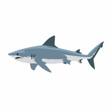 Bir köpekbalığı berrak okyanus sularında süzülür, kaslı vücudu ve yüzgeçleri zarafetle suyu keser. Deniz yaşamının özünü ve köpekbalığının güçlü varlığını yakalar..