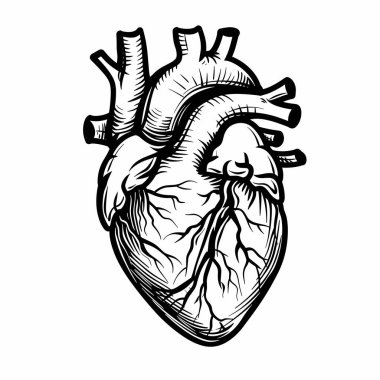 İnsan kalbinin karmaşık bir tasviri anatomik özelliklerini vurguluyor, damarları ve odaları vurguluyor. Detaylı çizim kalbin yapısını göstermek için monokrom palet kullanıyor..
