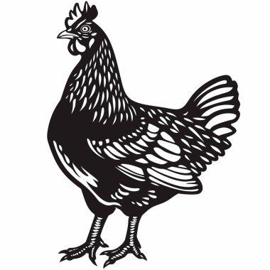 Bir tavuğun çarpıcı siyah silueti belirgin bir şekilde sergilenir.