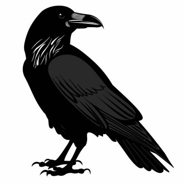 Bir dalın üzerine tünemiş siyah bir kuzgun, parlak tüylerini ve karanlık bir ormanın arka planına karşı keskin gagasını sergiliyor. Sahne bir gizem ve cazibe hissi uyandırıyor..