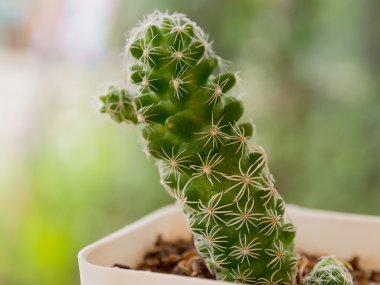 Kaktüs bitkileri masanın üzerinde. Vintage tarzı. 