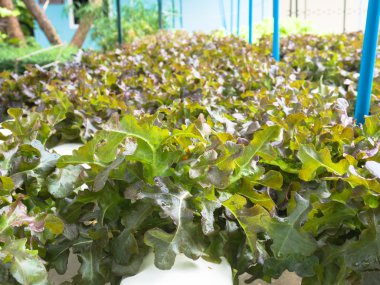 Suda sebze (meşe), sağlıklı gıda, açık havada yer alan. 