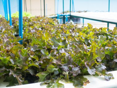 Suda sebze (meşe), sağlıklı gıda, açık havada yer alan. 