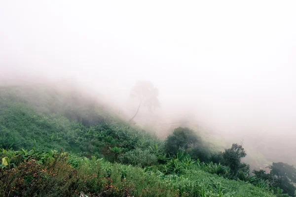 Ochtend mist op de bergen. in Thailand. — Stockfoto