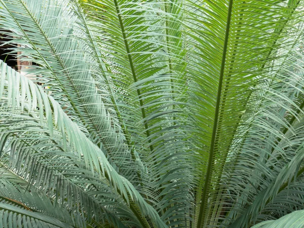 De palmboom in het park. — Stockfoto