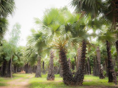 Şeker palmiye bahçesinde, Phitsanulok il Tayland, Hdr etkisi işleme. 
