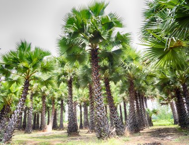 Sugar palm in the garden, Phitsanulok Province Thailand, HDR processing effect.  clipart