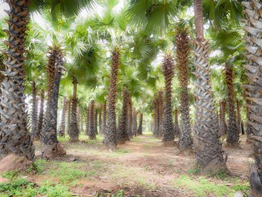 Şeker palmiye bahçesinde, Phitsanulok il Tayland, Hdr etkisi işleme. 