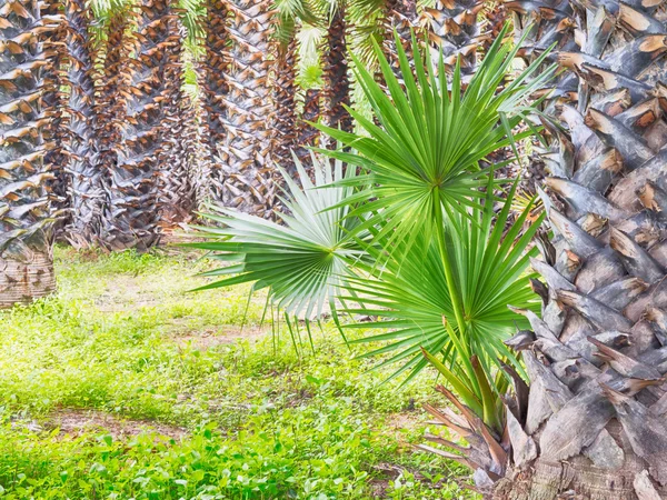 Kleine palm tree in de tuin, Phitsanulok provincie Thailand, Hdr effect verwerking. — Stockfoto