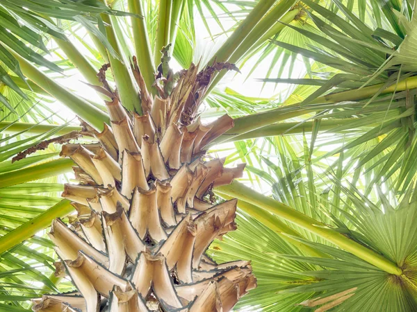 Sugar palm in de tuin, Phitsanulok provincie Thailand, Hdr effect verwerking. — Stockfoto