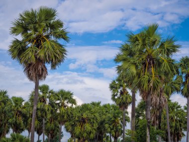 Şeker palmiye bahçesinde, Phitsanulok il Tayland, Hdr etkisi işleme. 