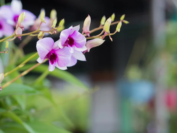 Lila orchideák a kávézókban. Thaiföldön. — Stock Fotó