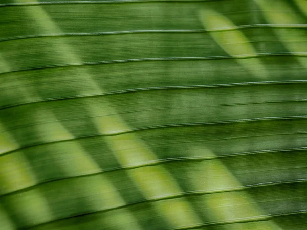 Close-up bananenblad met zonlicht. HDR verwerking effect. — Stockfoto