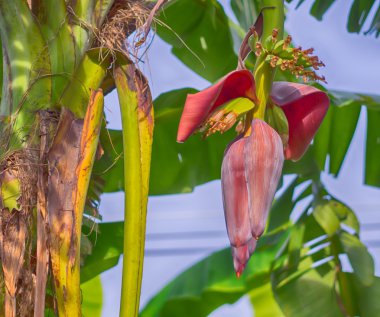 muz çiçeği Bahçe, Hdr işleme etkisi.