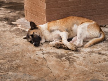 Binanın yanında yatan bir sokak köpeği. 