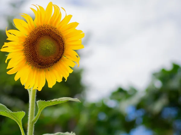 Girassóis florescendo contra um céu brilhante, flores da Tailândia invisível . — Fotografia de Stock