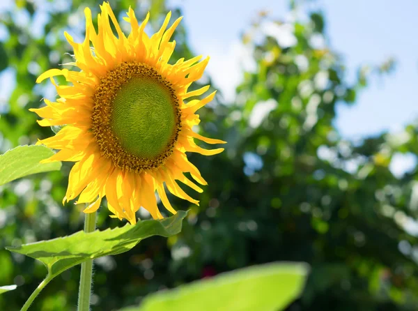 Girassóis florescendo contra um céu brilhante, flores da Tailândia invisível . — Fotografia de Stock