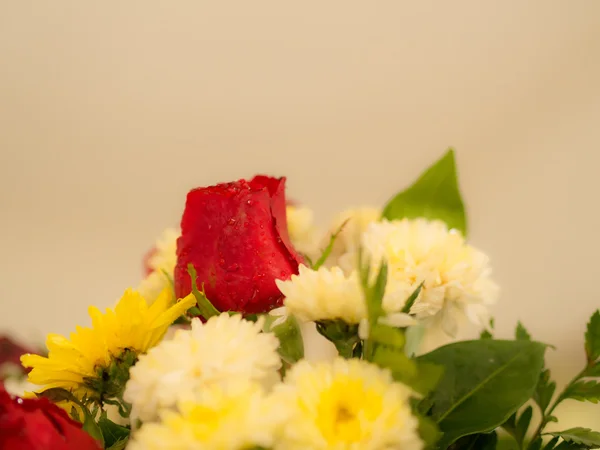 Bando de flores vivas, foco seletivo rosas vermelhas . — Fotografia de Stock