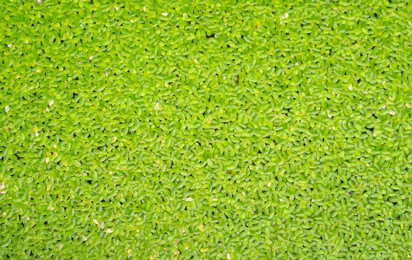 Green duckweed cover the water, use for background, closeup view. — Stock Photo, Image