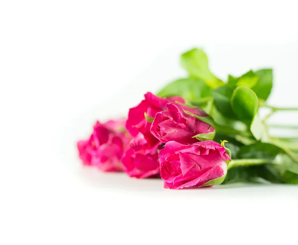 Rosas rosadas aisladas sobre fondo blanco. — Foto de Stock