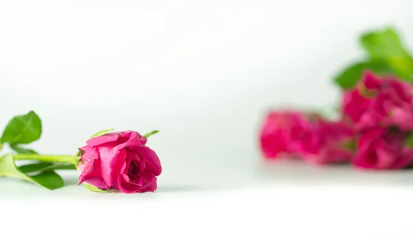 Rosas rosadas aisladas sobre fondo blanco. — Foto de Stock