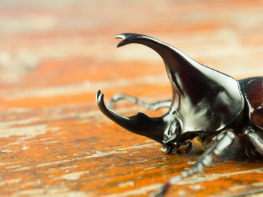 Ahşap masa üzerinde Gergedan böceği makro görüntü . 