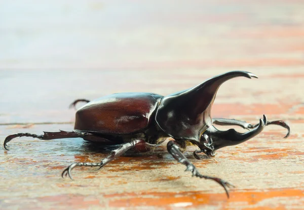 Imagen macro del escarabajo rinoceronte sobre mesa de madera  . — Foto de Stock