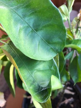 A detailed, vertical macro photograph focusing on the leaves of a potted green plant with signs of stress and pest infestation, presence of spider mites. 