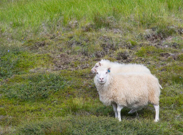 Schapen Met Lam Het Platteland Van Ijsland — Stockfoto