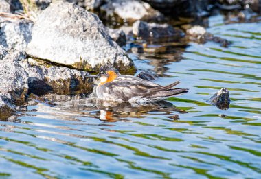 Kırmızı boyunlu falarope gölette yüzüyor.