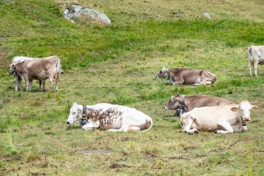 İsviçre 'de Aletsch Arena' nın güzel doğasında inekler