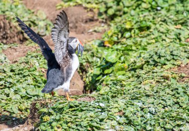 Kuzey İzlanda 'daki Grimsey adasında güzel bir martı.