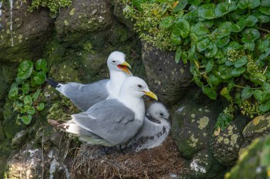 Kuzey İzlanda 'daki Grimsey uçurumlarında siyah bacaklı kedi yavrusu.