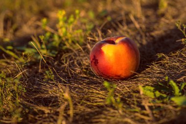 Gün batımını alanda olgun kırmızı şeftali. Sağlıklı gıda kavramı.