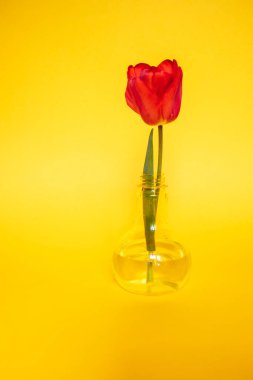 Cam vazoda kırmızı lale ile sarı kompozisyon