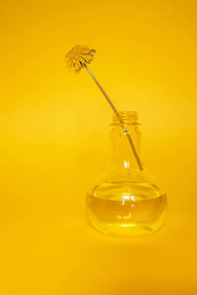 Żółty skład z mniszkiem lekarskim w szklanym wazonie — Zdjęcie stockowe